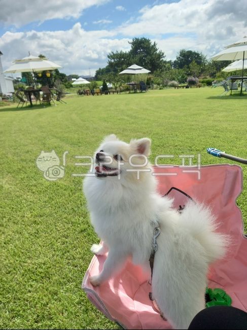 강아지,잔디,의자,푸릇함,강아지웃음