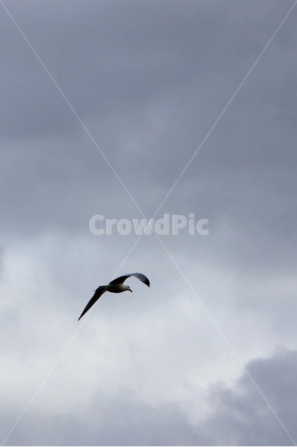 flying,나는,animal,동물,bird,새