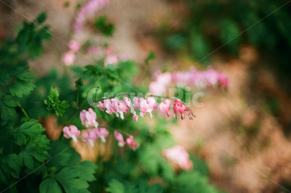 식물원,꽃,필름사진,봄,flower,spring,film,필름,자연,식물,자연,plants,nature,꽃,flower