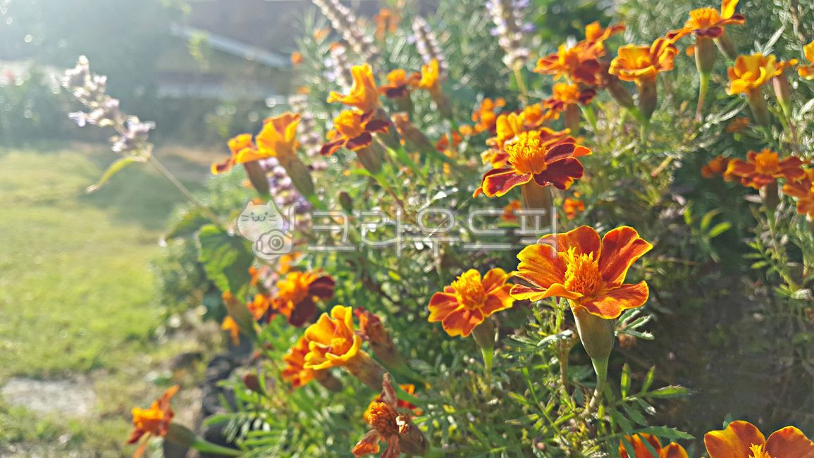 메리골드,marigold,천수국,만수국,꽃,식물,plant