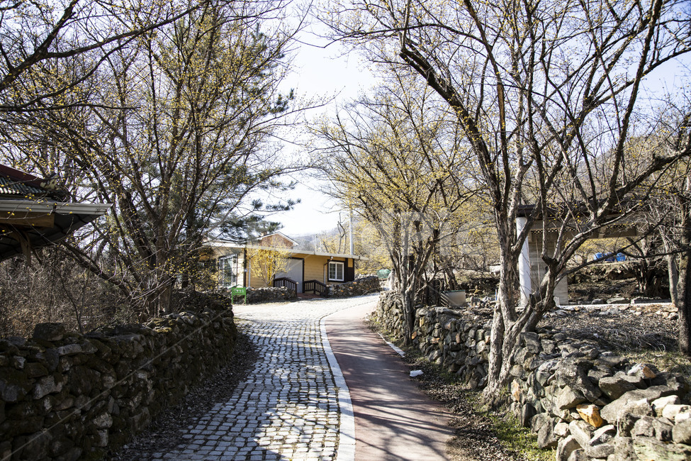 walkway,보도,path,통로,tree,나무,plant,식물,마을길,돌담,건물,돌길