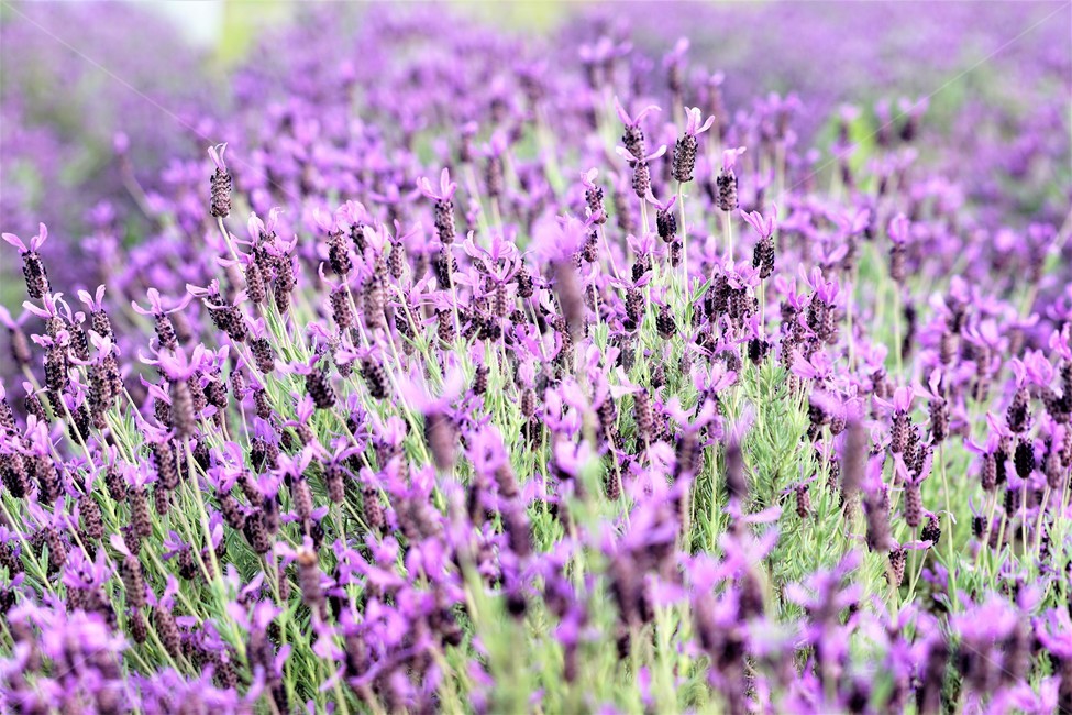 라벤더,꽃,식물,보라색,자연,봄,nature,flower,purple,violet,spring,식물,자연,plants,nature,꽃,flower