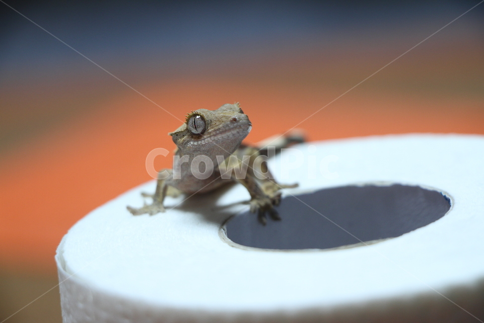 동물,animal,파충류,도마뱀,lizard,reptile,동물,animal,파충류,양서류,reptile,amphibian