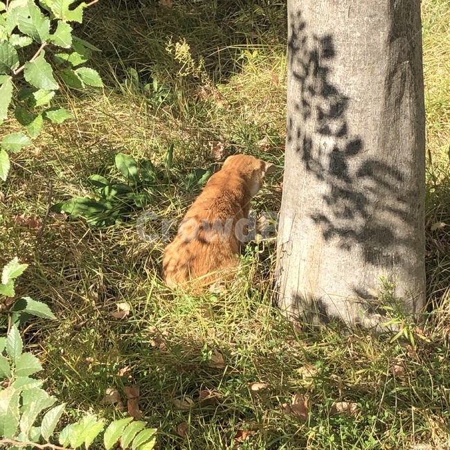 동물,고양이,cat,animal,겨울,winter,야옹이,동물,animal,포유류,mammal,고양이,cat,kitten,kitty