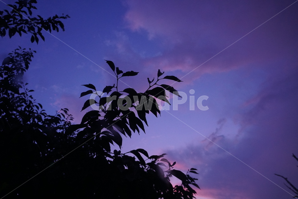 silhouette,실루엣,nature,자연,옥외,outdoors,ssorento