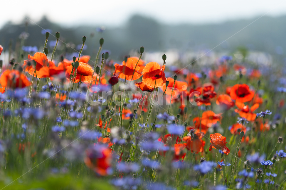 꽃,양귀비,풀,poppy,자연,flowers,natural,수레국화,식물,자연,plants,nature,꽃,flower