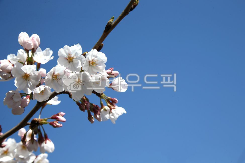 벚꽃, 식물, plant, 꽂, flower, 사진,이미지,일러스트,캘리그라피 - Ncadenza123작가