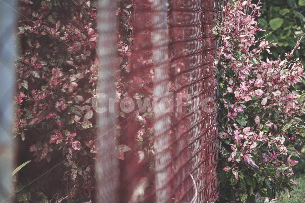 분홍꽃,감성,울타리,필름,핑크,풍경,식물,색깔,색상,색체,colorsense,colorsensitivity,feelngofcolor