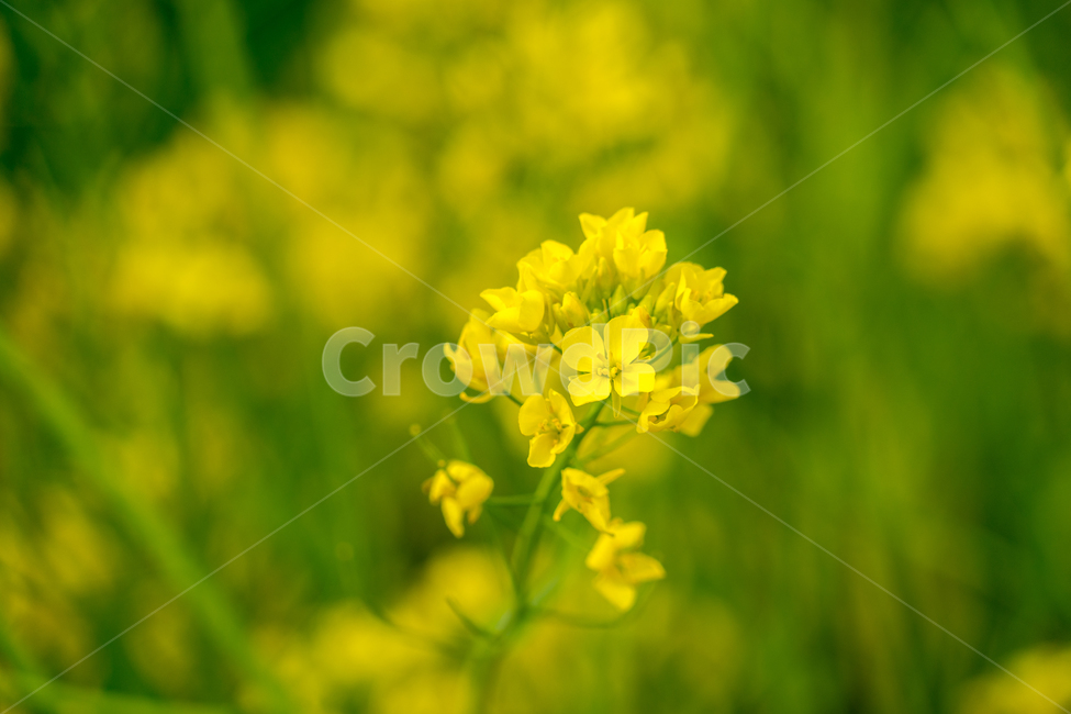 유채,봄,봄꽃,꽃,노랑,근접,풍경,자연,식물,봄,계절,spring,season,식물,자연,plants,nature,꽃,flower,plant