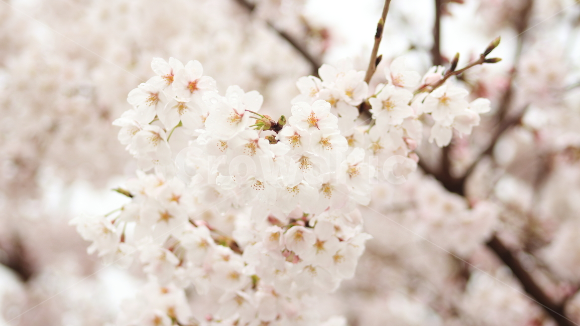 벚꽃,봄,벚꽃축제,벚꽃나무,꽃,봄,계절,spring,season,식물,자연,plants,nature,꽃,flower,plant