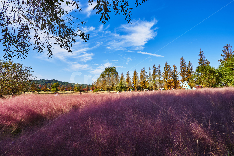 순천만국가정원,풍경,순천만정원,순천,핑크뮬리,자연,풍경,nature,landscape,outdoors,옥외,tree,나무,plant,식물