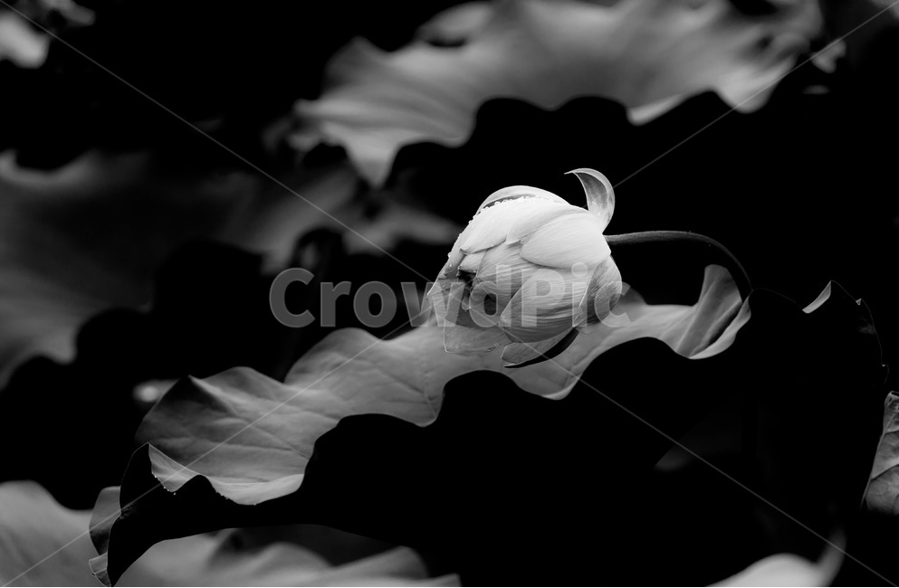 연잎,꽃봉오리,문양,무늬,연꽃,식물,자연,plants,nature,꽃,flower,흑백,모노톤,monochrome,black and white