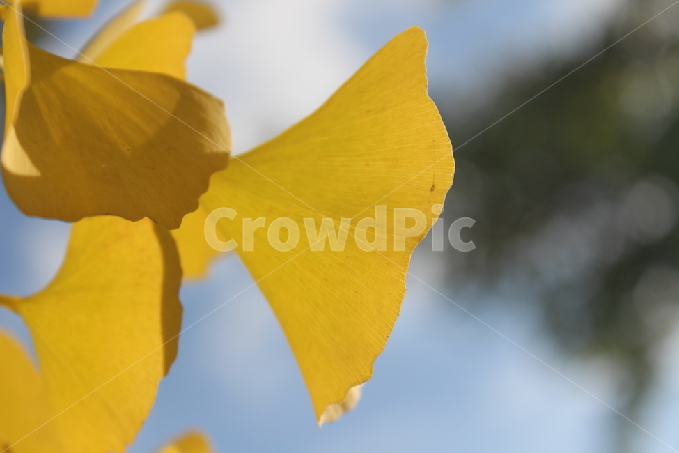 plant,식물,은행잎,잎,yellow,가을,계절,fall,autumn,season,flower,꽃,blossom