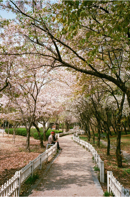 봄,벚꽃,부부,산책,cherryblossom,필름사진,감성사진,흰벚꽃,벚나무,벚꽃길,벤치,울타리,나무,노부부,벚꽃잎,분홍,흰색,산책로,핑크,초록,봄풍경,꽃,봄꽃,자연,풍경,배경,spring,landscape,couple,pink,white,green,picnic,springflower,sakura,봄,계절,spring,season,자연,풍경,nature,landscape,plant,식물