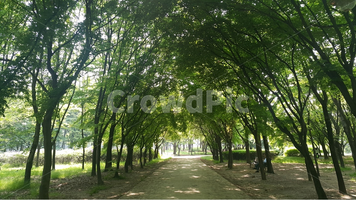 숲,공원,여름,시원한,우거진,나무,풍경,경치,양재시민의숲,햇살,그림자,그늘,forest,park,녹음,자연,풍경,nature,landscape,식물,plants,나무,trees,wood,outdoors,옥외,tree,plant,garden,정원,arbour,정자