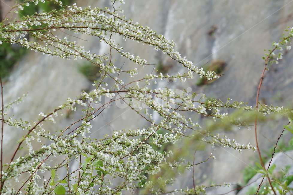 비,물방울,나무,조팝나무,흐림,봄,계절,spring,season,식물,자연,plants,nature,꽃,flower,plant