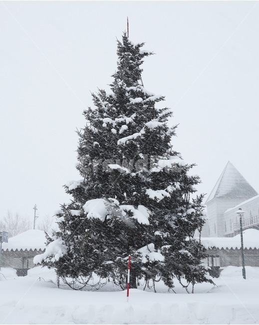 눈보라,겨울,나무,일본,white,snow,winter,tree,큰나무,japan,경치,배경,삿포로,sapporo,식물,plants,폭설,겨울,계절,winter,season,해외,외국,세계,foreign,oversea,world,식물,자연,plants,nature,나무,trees,wood