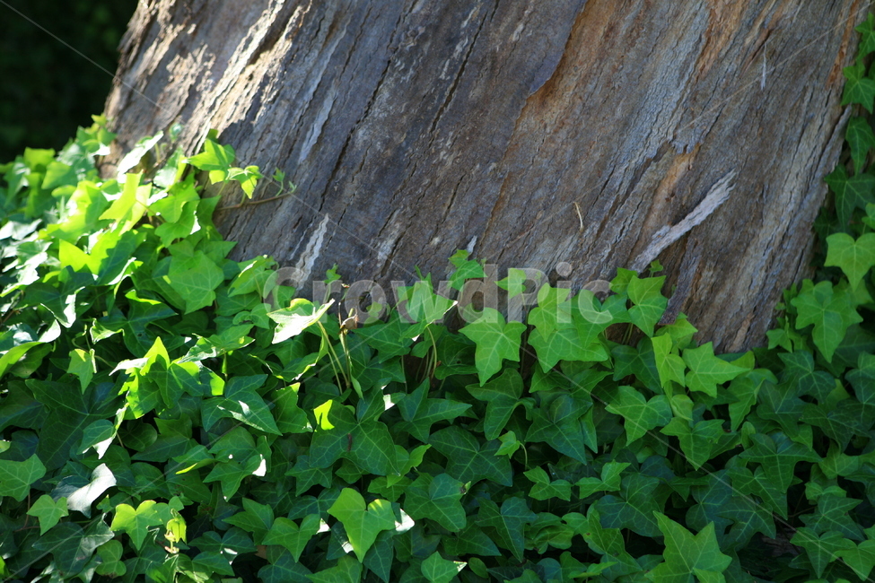나무,담쟁이,ivy,식물,덩쿨,숲,공원,야외,초록,자연,풍경,녹색,큰나무,tree,park,나뭇결,식물,자연,plants,nature