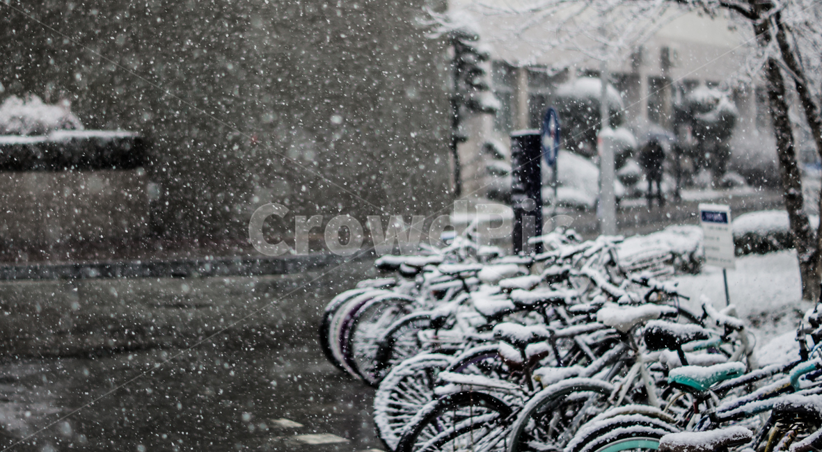 자전거,눈,겨울,주차장,bike,bicycle,vehicle,transportation,교통,snow,winter,대학교,학교,캠퍼스,blizzard,눈보라,겨울,계절,winter,season