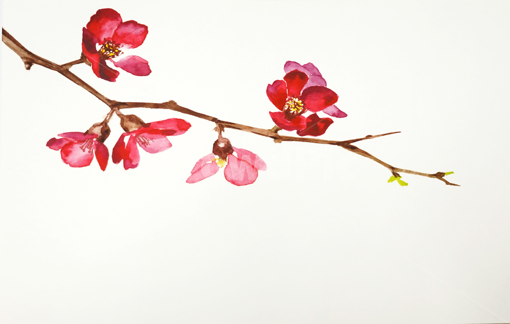 붉은,빨간,꽃,매화,수채화,가지,그림,일러스트,plant,식물,식물,자연,plants,nature,꽃,flower