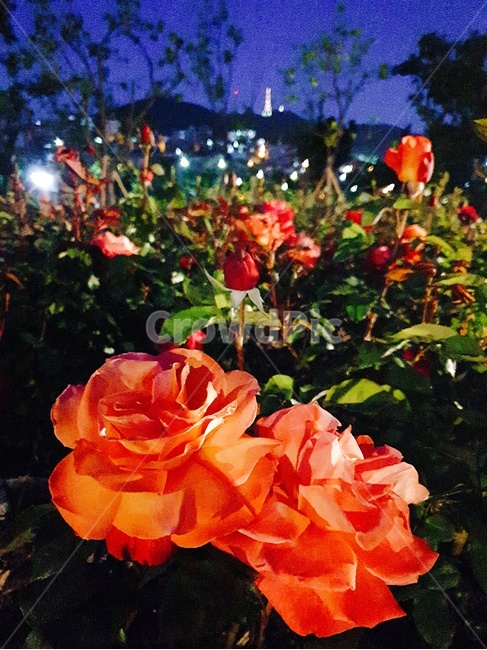 꽃,밤,산책,공원,저녁,풍경,장미,빨간장미,식물,자연,plants,nature,꽃,flower