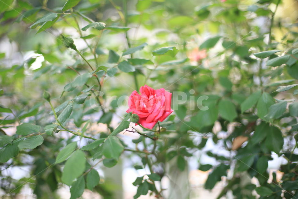 장미,조경,붉은색,열정,사랑