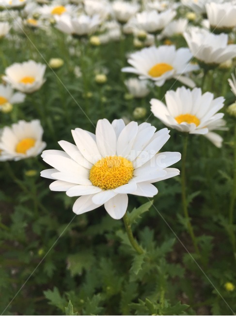 국화,불란서국화,꽃,흰꽃,꽃밭,oxeyedaisy,daisy,flower