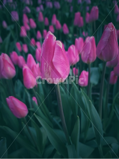 plant,식뭏,튤립,꽃,blossom