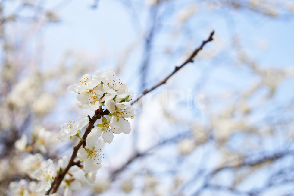 봄,벚꽃,가지,하늘,식물,plant,꽃,하얀,식물,자연,plants,nature,꽃,flower