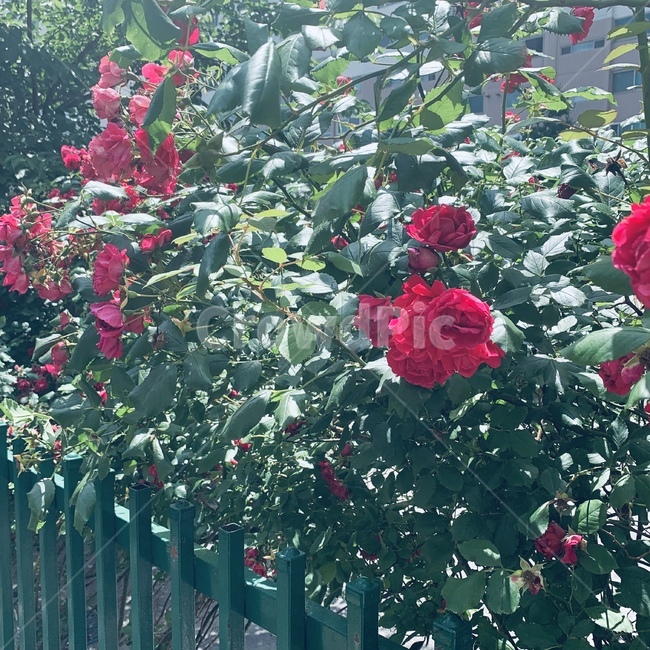 장미,잎,길거리,초록색,빨간색