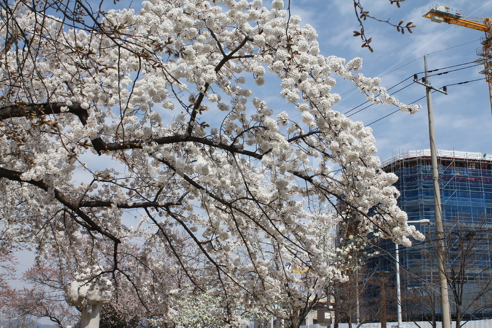 벚꽃나무,벚꽃,나무,봄,봄꽃,자연,풍경,봄,계절,spring,season,식물,자연,plants,nature,꽃,flower,plant,blossom,cherry blossom