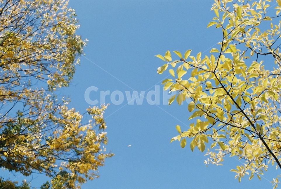 가을하늘,단풍,가을,감성사진,필름사진,NikonEM,가을,계절,fall,autumn,season,식물,자연,plants,nature,plant,tree,나무