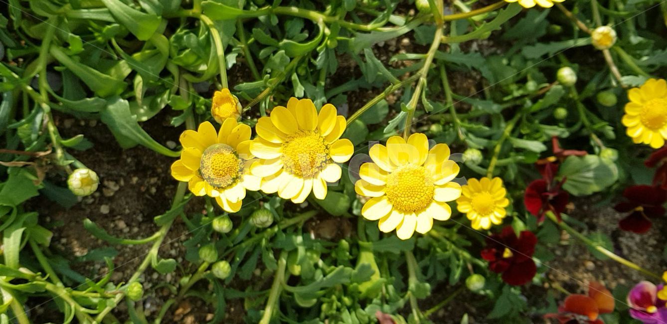 봄,blossom,flower,식물,plant,꽃,nature,자연,데이지,geranium,daisies,daisy