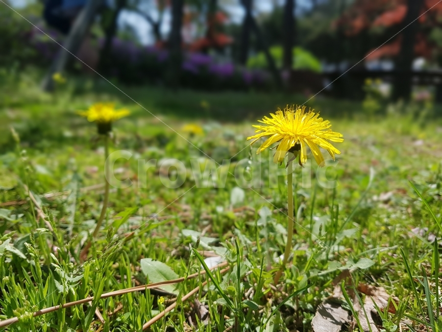 민들레,꽃,노란,봄,풀,소풍,나들이,식물,자연,plants,nature,봄,계절,spring,season,꽃,flower,plant