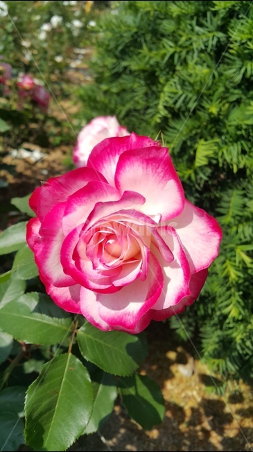 붉은장미,빨간장미,장미축제,꽃향기,장미공원,식물,자연,plants,nature,꽃,flower
