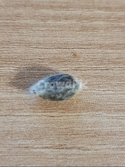 목화,목화씨,목화씨털,식물,plant