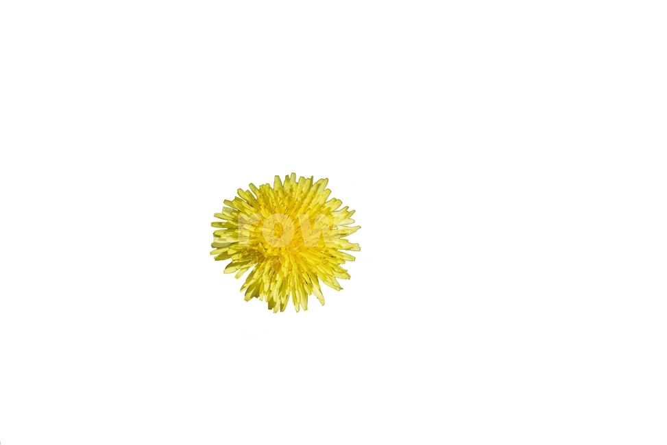 spring,spring flowers,Nukki,erase background,yellow,dandelion,flower