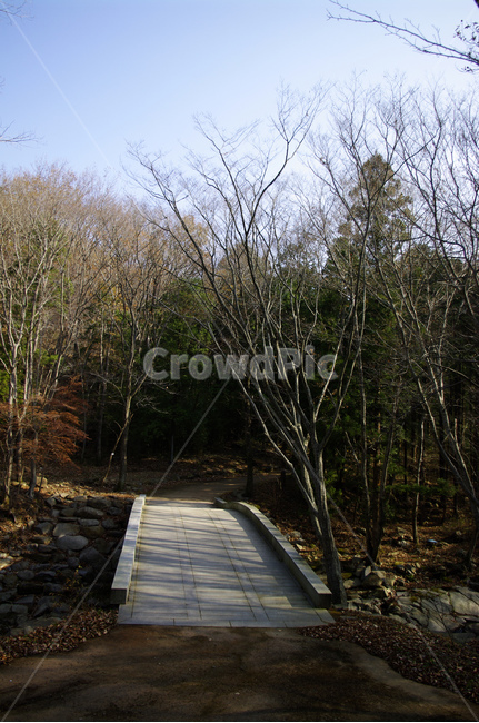 다리,하늘,숲,나무,식물,plant,자연,풍경,nature,landscape,building,건물,boardwalk,산책로,bridge