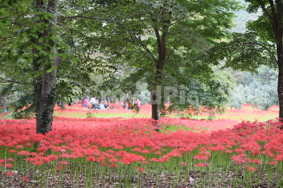 꽃무릇,꽃,식물,자연,석산,식물,자연,plants,nature,꽃,flower