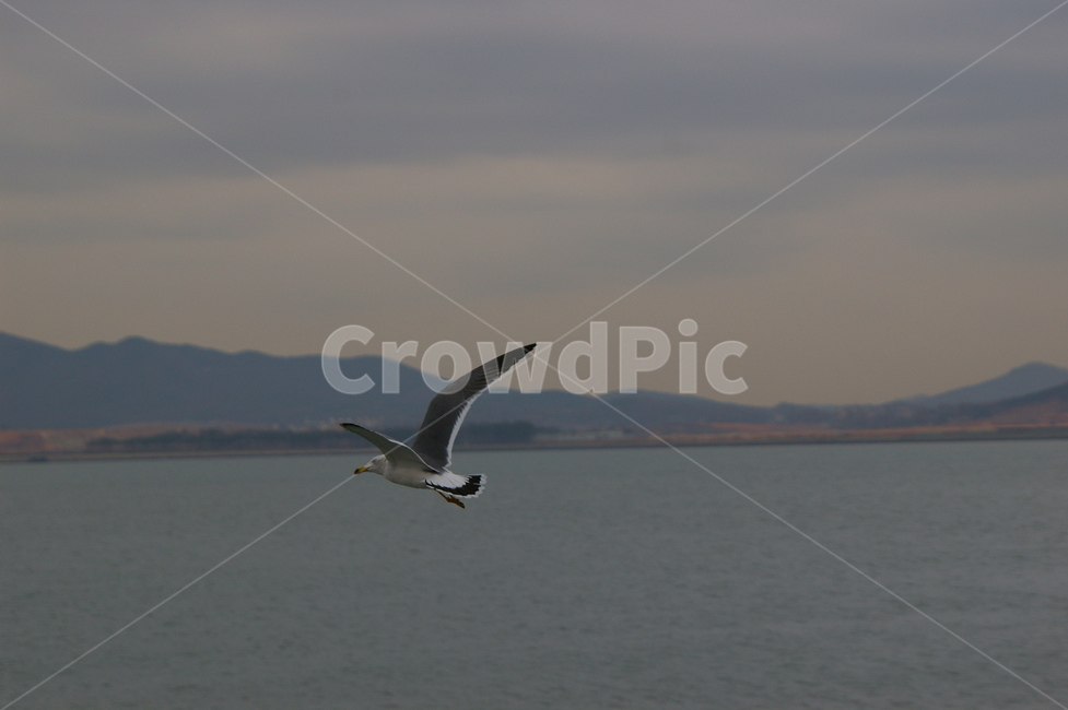 flying,나는,animal,동물,bird,새,갈매기,바다,야외,동물,animal,조류,새,birds