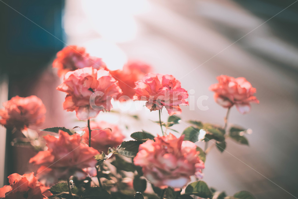 꽃,flower,blossom,식물,장미,식물,자연,plants,nature,꽃,flower,감성,sensible,feeling