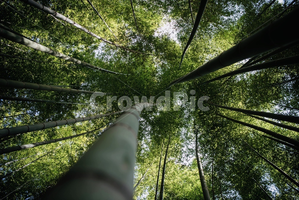 대나무,자연,풍경,아홉산숲,대나무숲,자연,풍경,nature,landscape,plant,식물,bamboo