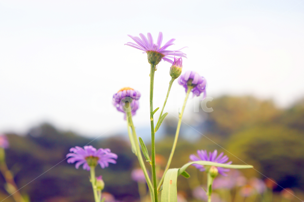 꽃,봄,flower,자연,공원,보라색,식물,자연,plants,nature,꽃,flower
