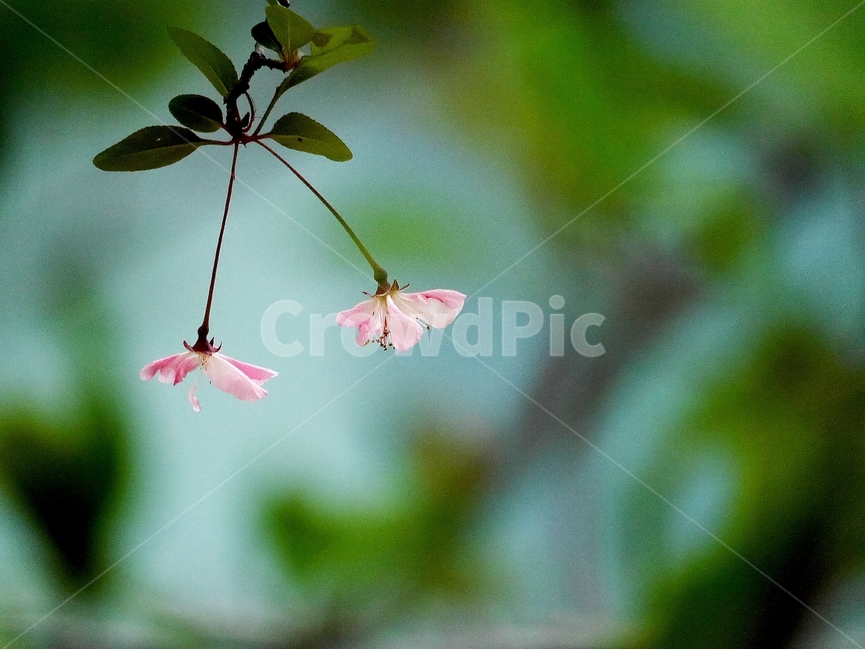 봄,자연,꽃,숲,여름,초록,분홍,봄,계절,spring,season,식물,자연,plants,nature,꽃,flower,leaf,잎,plant