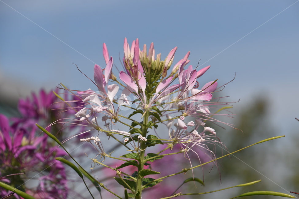 plant,식물,꽃,flower,풍접초,식물,자연,plants,nature,꽃,flower
