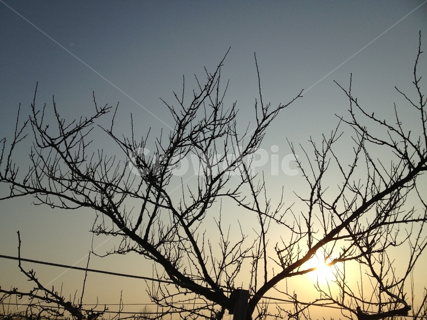 나무,가지,나무가지,나뭇가지,하늘,tree,branch,sky,가을하늘,silhouette,실루엣,nature,자연,light,빛,flare,플레어,sunlight,햇빛,눈,겨울,눈발,눈송이,눈꽃송이,snow,snowing,winter,snowflake,snowflakes
