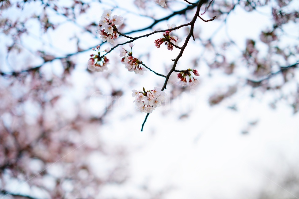 plant,식물,꽃,flower,벚꽃,blossom,풍경,landscape,scene,view