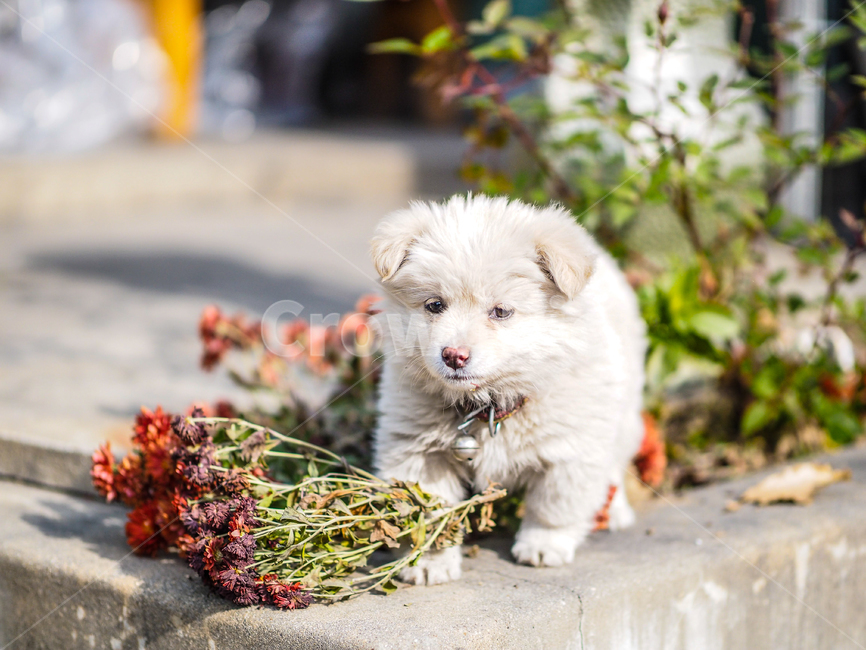 강아지,꽃,낙옆,단풍잎,개,화단,동물,animal,포유류,mammal,개,강아지,dog,doggy
