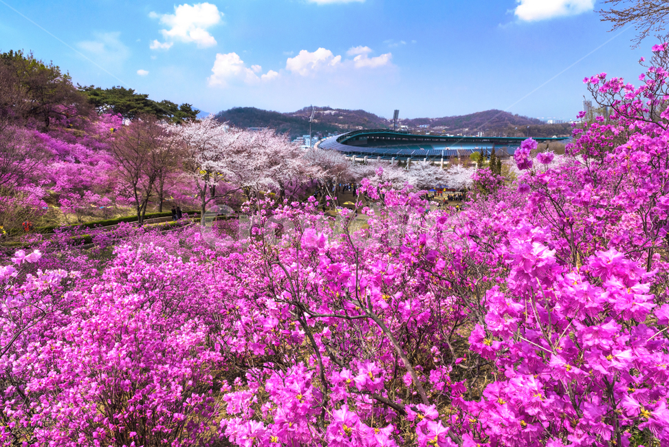 진달래,원미산,부천시,진달래축제,분홍꽃,식물,꽃나무,plant