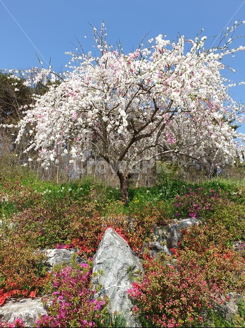 겹벗꽃,봄,풍경,꽃,흰색
